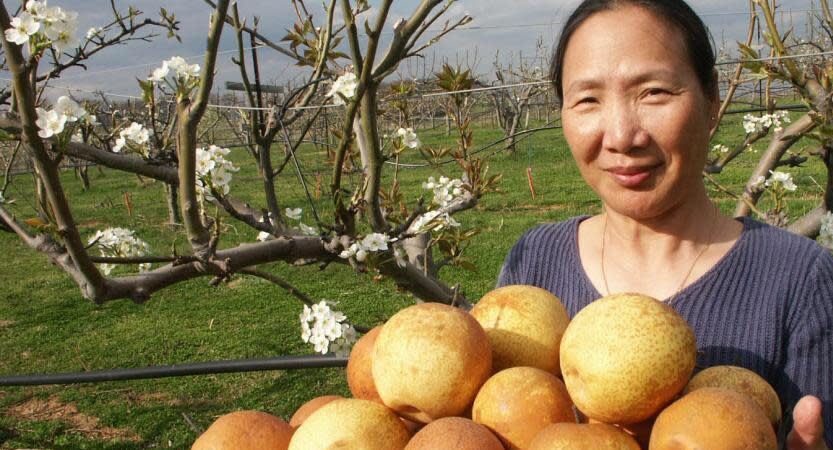 You are currently viewing Virginia Gold Orchard